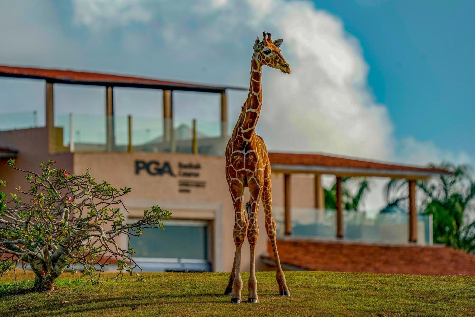 Hotel Vipingo Ridge Limited Kilifi Exterior foto